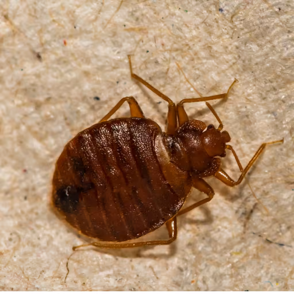 bed bug on a tan surface