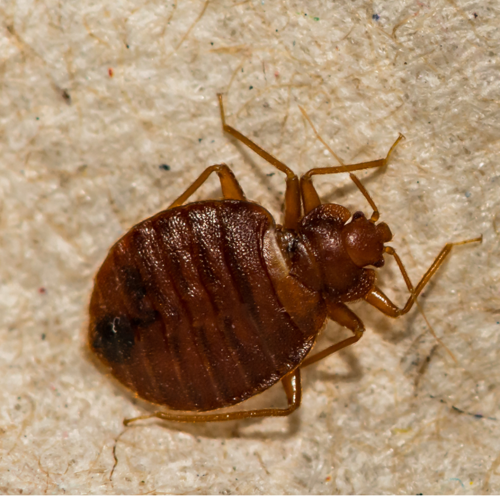 bed bug on a tan surface