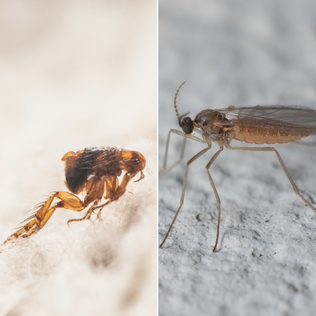 difference between fleas and gnats, jumping flea on one side and gnat on the other