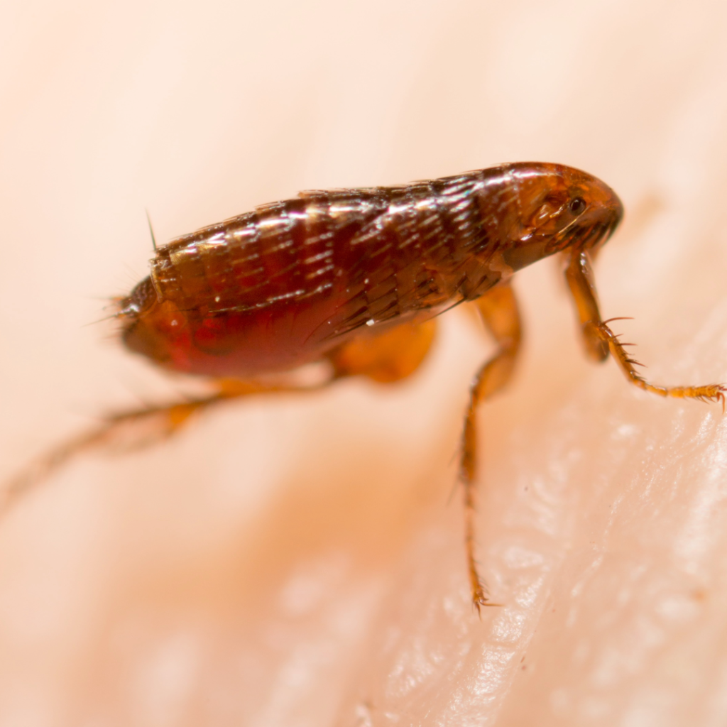 macro shot of a flea on a finger tip