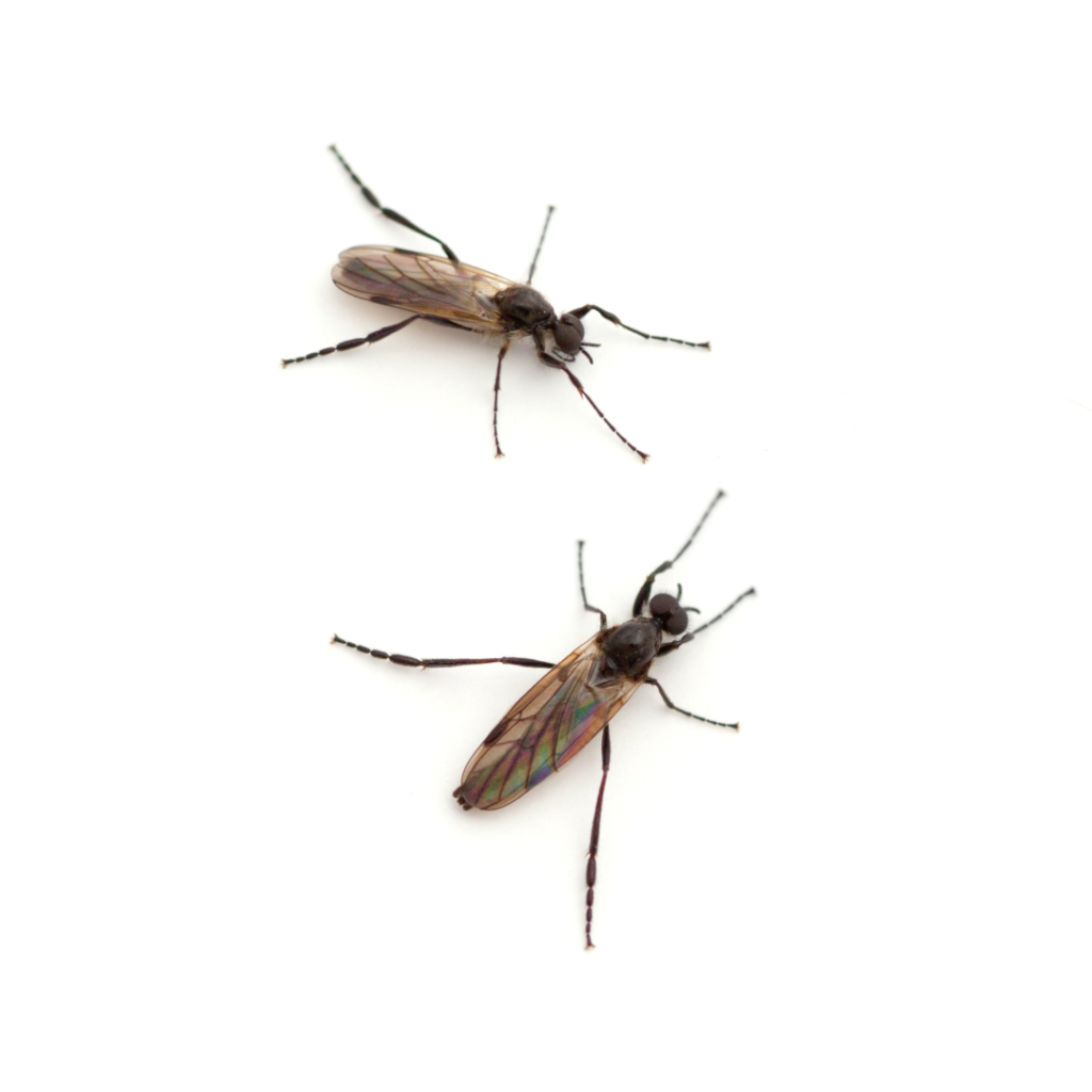 two gnats against a white background