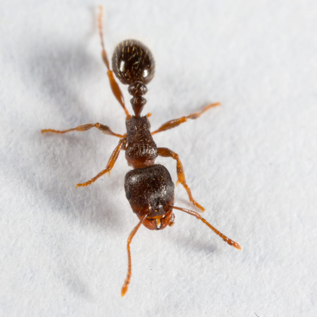 Singular pavement ant on a white background