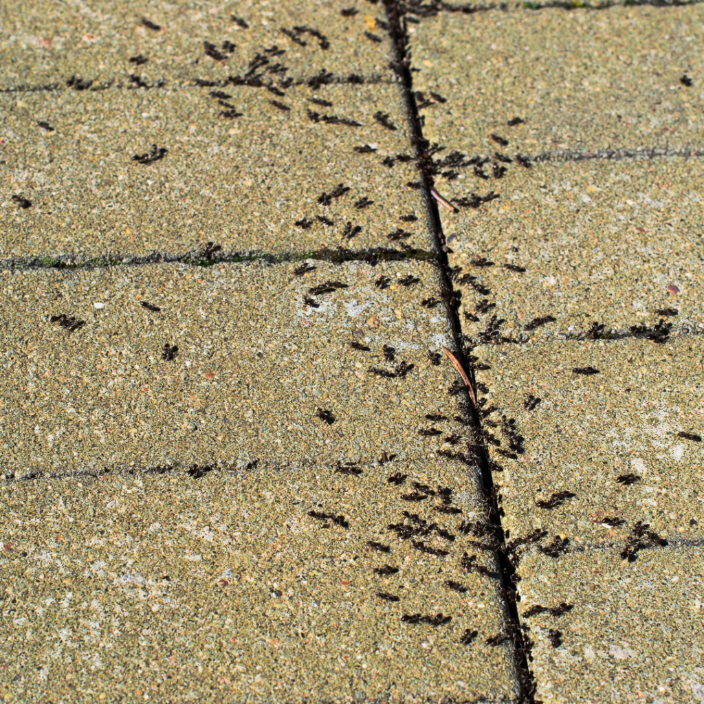 pavement ants crawling across a crack on the ground