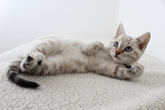 grey kitten laying down on a couch