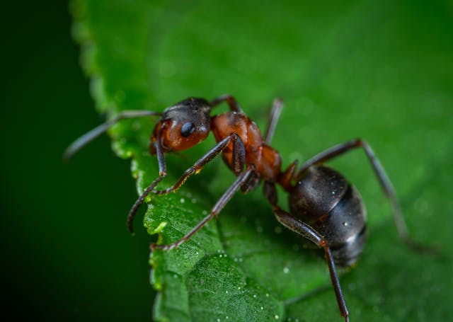 Large ant on a green leaf