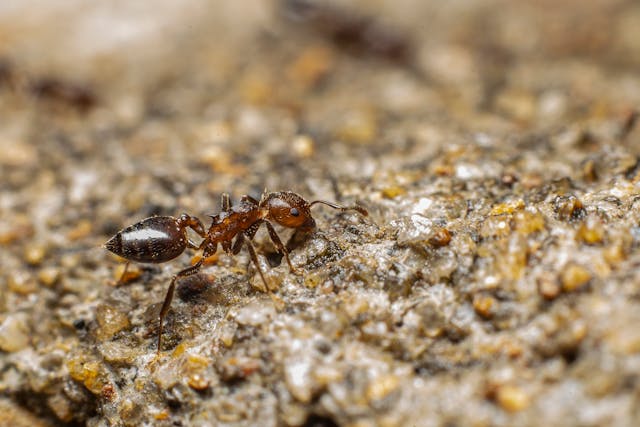 ant covered in pollen walking across the ground