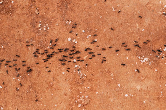 Line of ants crawling across the dirt