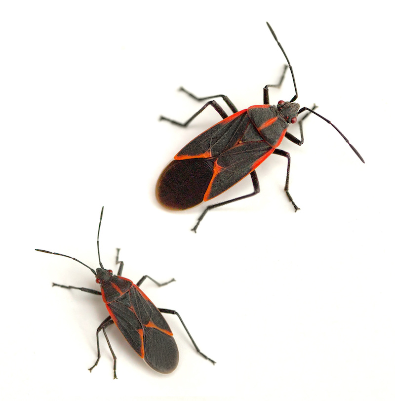 Eastern boxelder bug (Boisea trivittata) on a white background