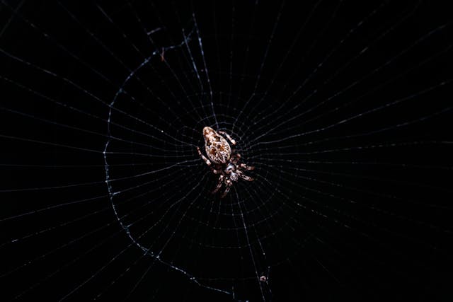 small spider in a spider web