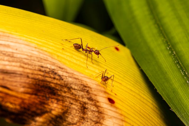 red ant crawling on a yellow leaf