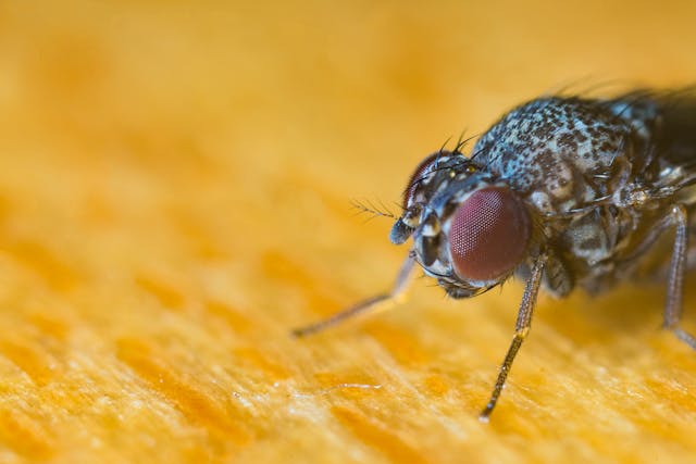 fly on a piece of fruit