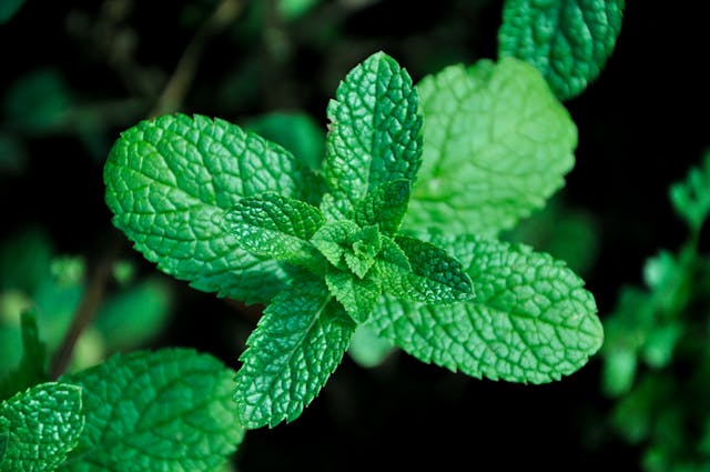 peppermint plant