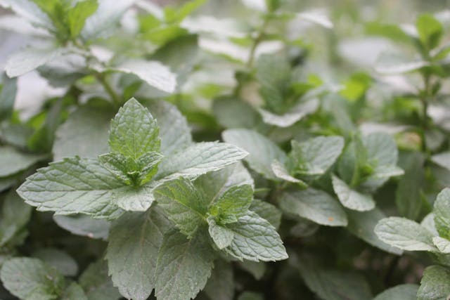 peppermint plant