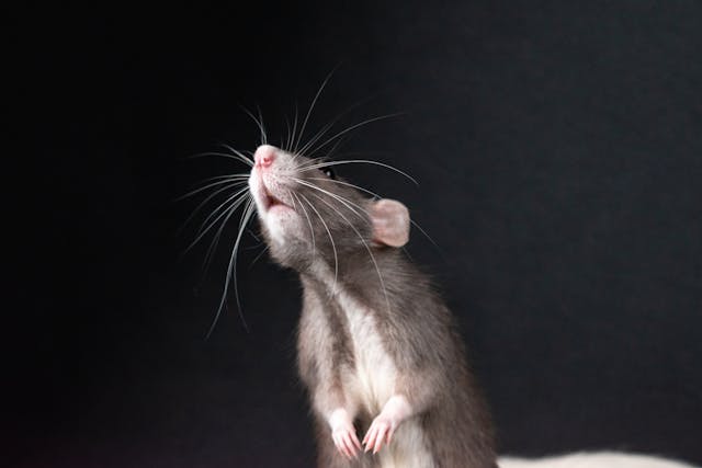 close up of a rat