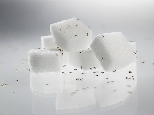 small ants crawling on sugar cubes