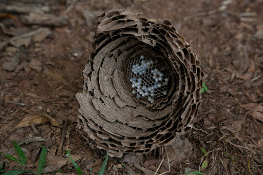 wasp nest on the ground