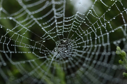 spider web covered in dew