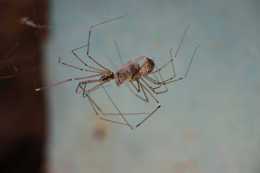 spider in a web