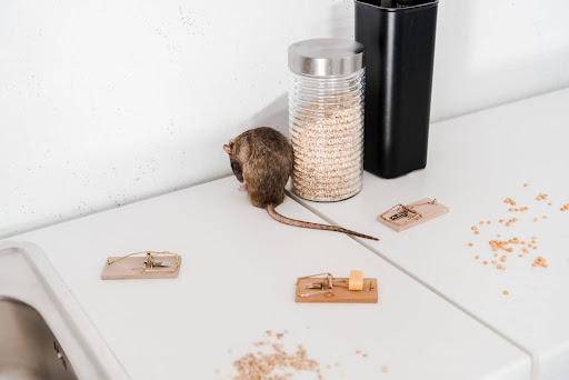 Rat on a kitchen counter surrounded by traps