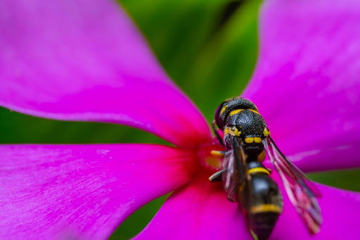 yellow jacket on a purple flower