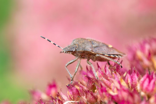 stink bug on a pink flower