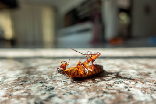 Cockroach on it's back