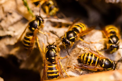 wasps in a nest or hive