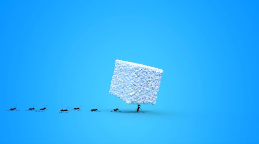 Ants caring a sugar cube, sugar ant control