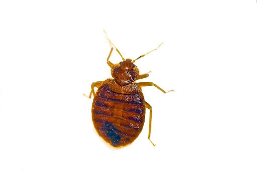 Bed bug on white background