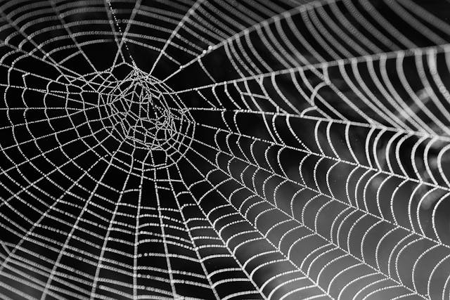 Spider web covered in dew