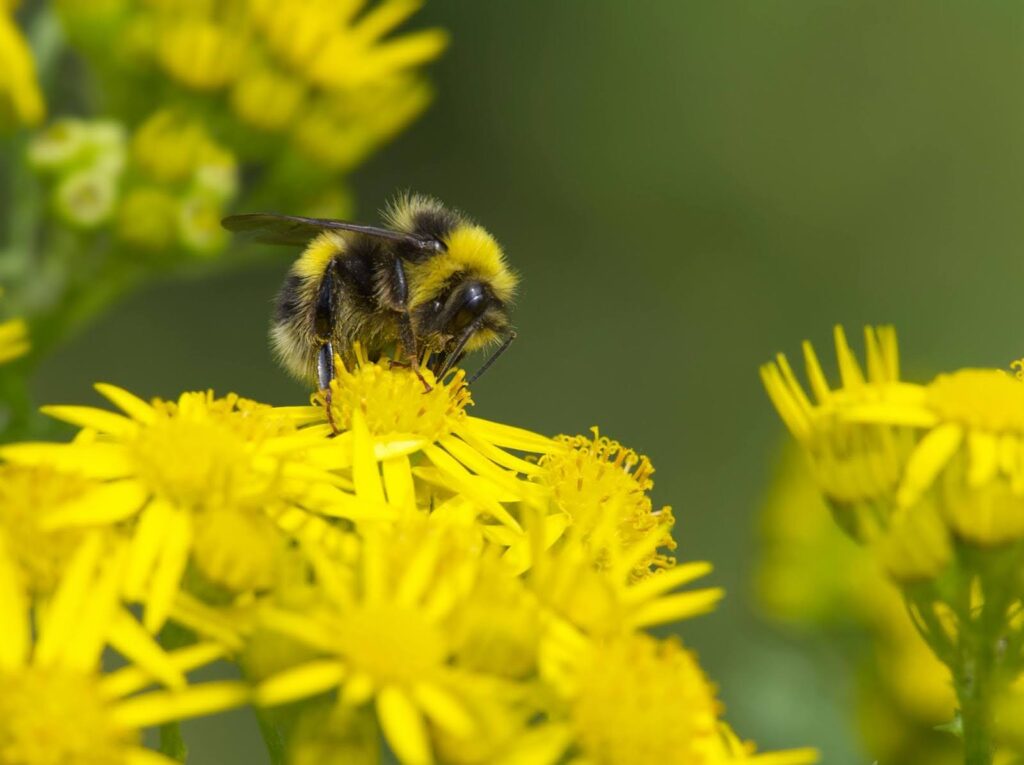 Bumble bee on a flower