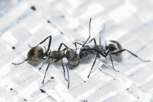 Ants on a white wicker basket or chair