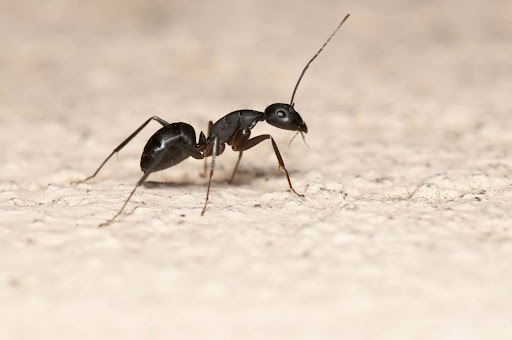 Small black ant on a kitchen floor