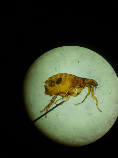 Microscopic view of a flea