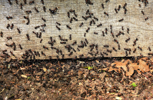 Group of ants crawling on wood