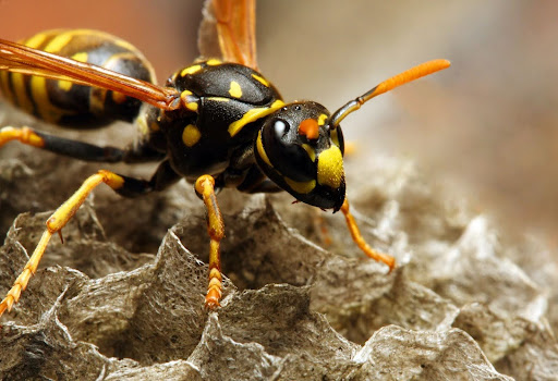 Yellow jacket queen close up