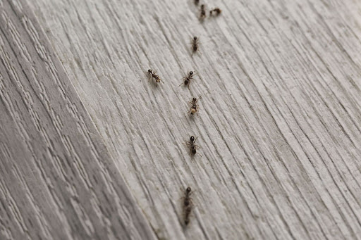 Ants crawling on the ground in a line