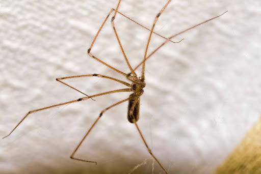 Cellar spider on a wall