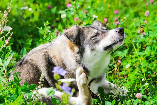 Dog scratching itself outdoors