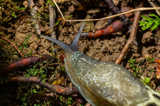 Slug crawling on the ground outdoors