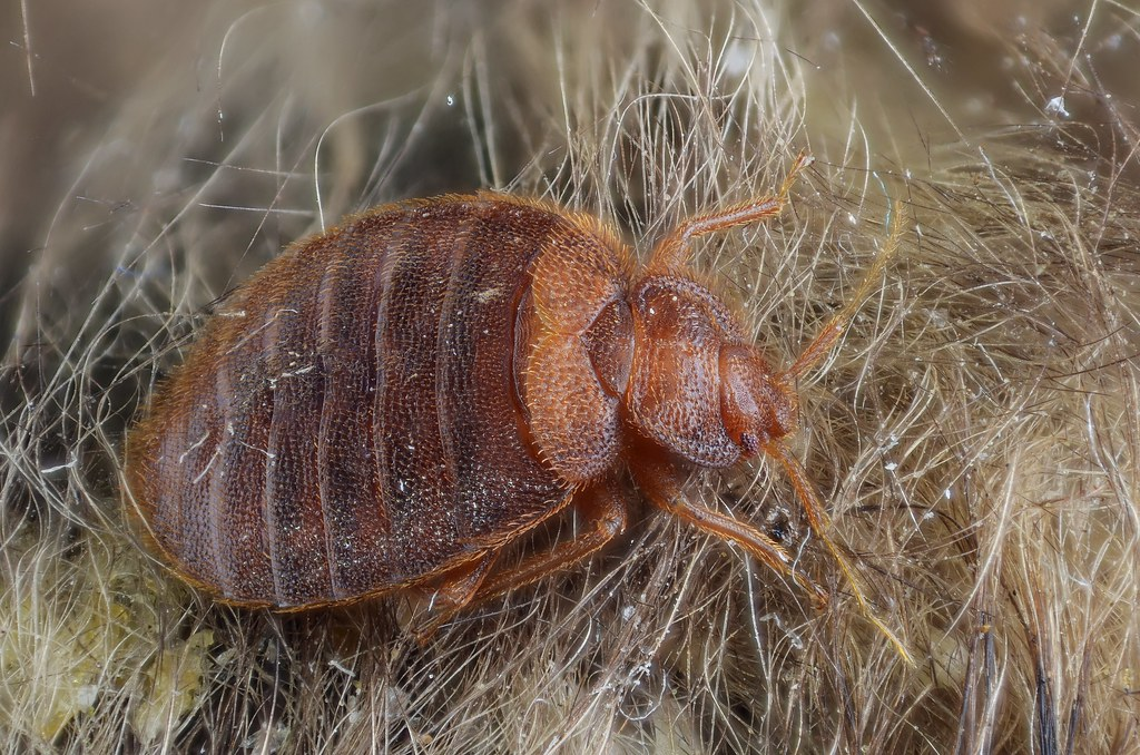 hair ant