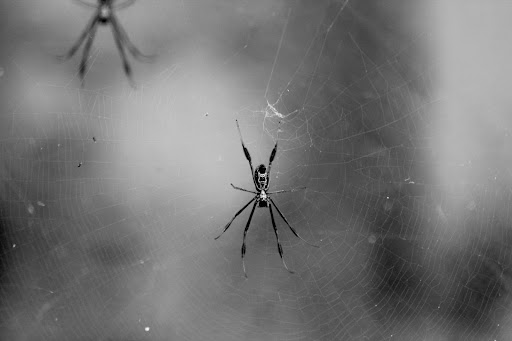 Washington has a couple of poisonous black spiders. If this is a concern, consider a spider extermination service near you.