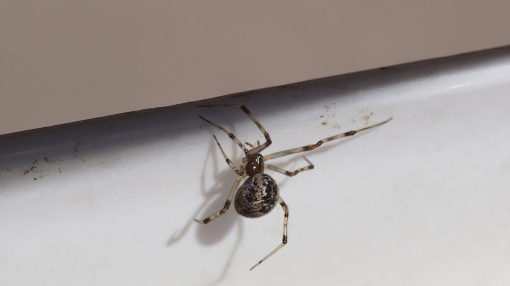American house spider
