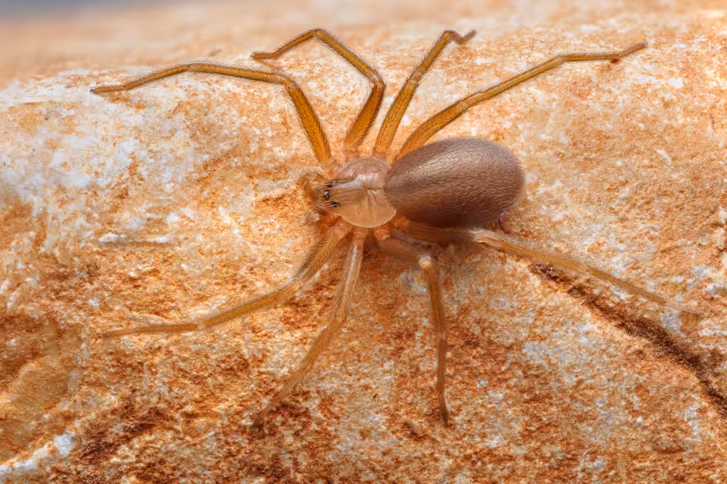 Brown Recluse picture