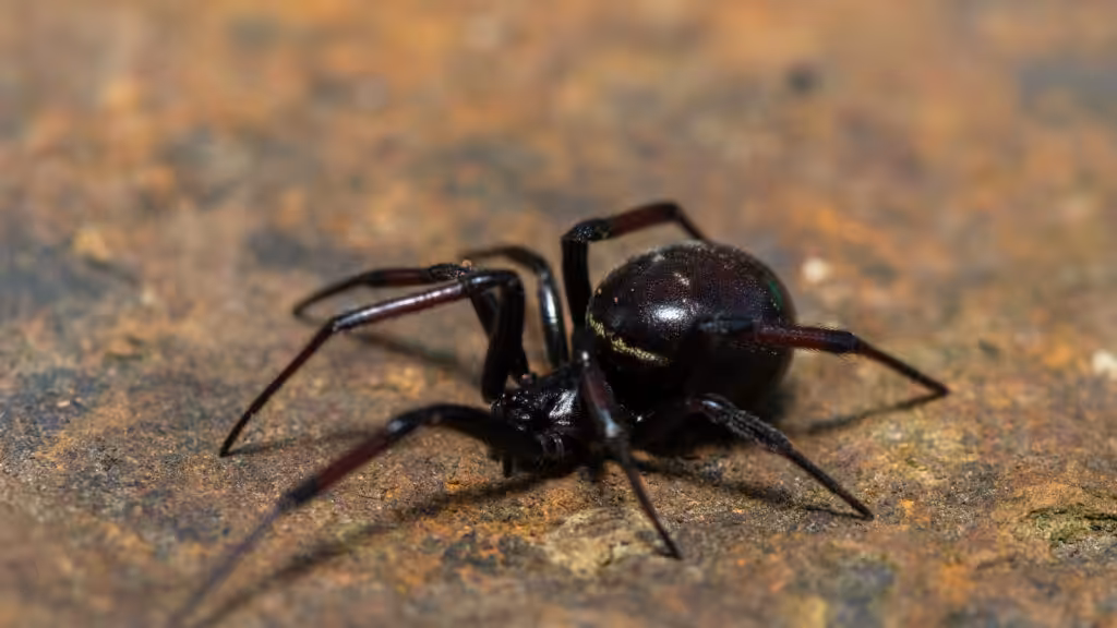 False black widow