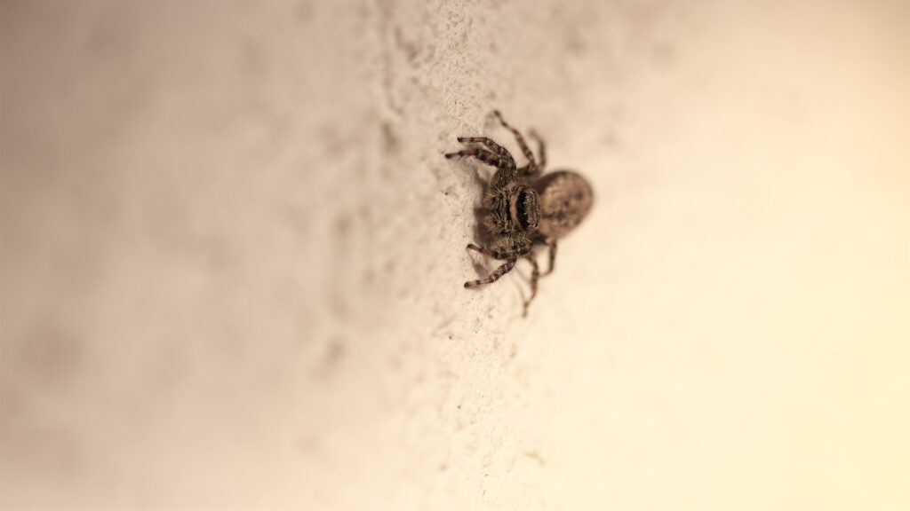 Jumping spider