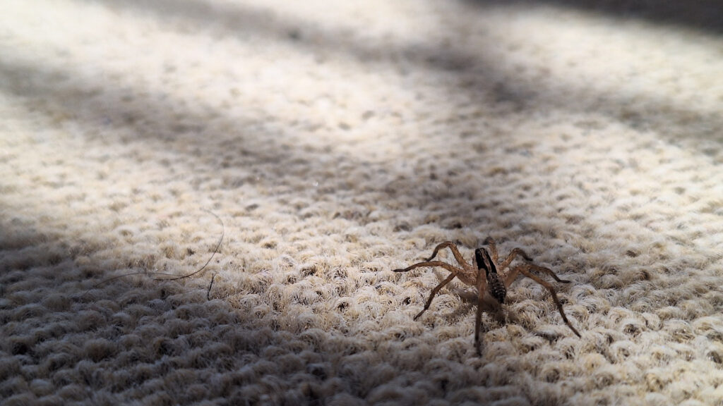 Wolf spider