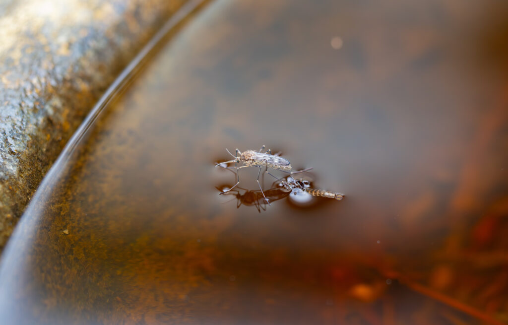 stagnant water, showing where mosquitoes breed