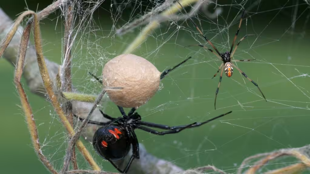 Male black widow in Washington and Oregon