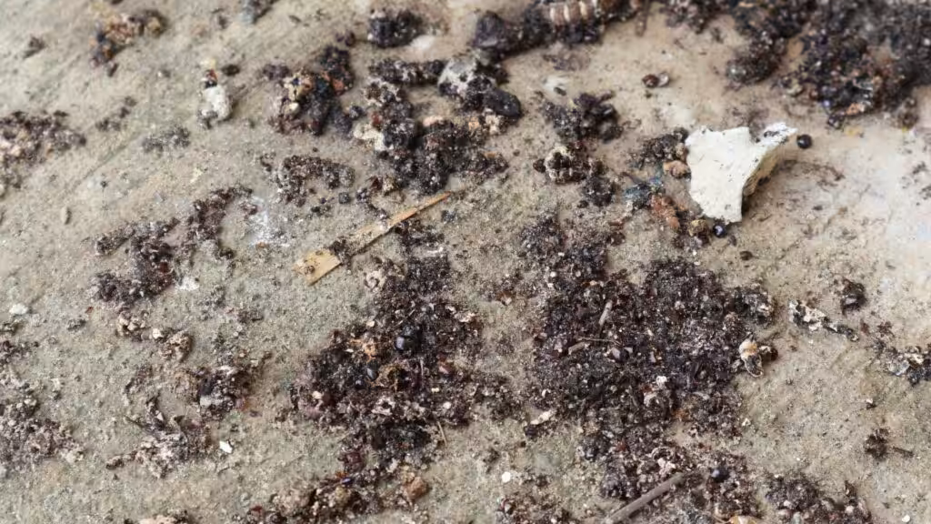 Granular ant bait